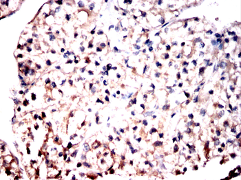 SRC Antibody