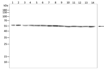 SRC Antibody