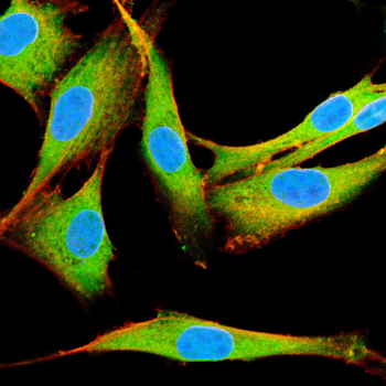 SRC Antibody
