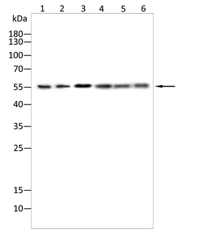SRC Antibody