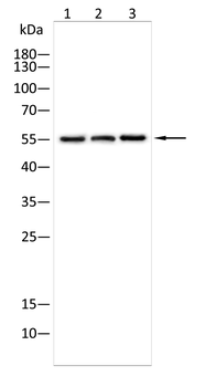 SRC Antibody