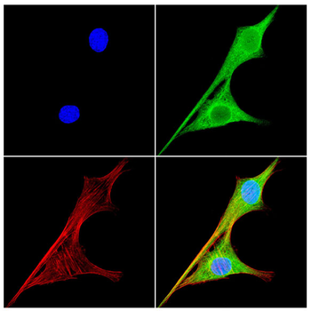 ABL1 Antibody