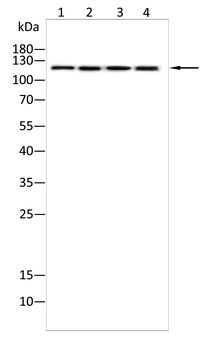 ABL1 Antibody