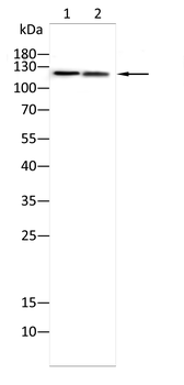 ABL1 Antibody
