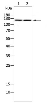 ABL1 Antibody