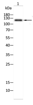 ABL1 Antibody