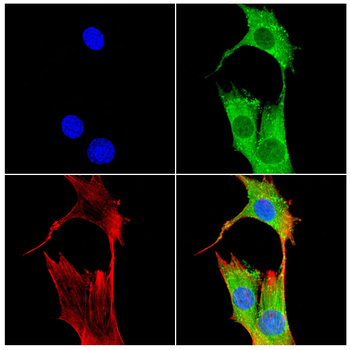 WWTR1 Antibody