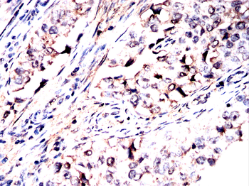 WWTR1 Antibody