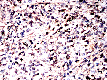 WWTR1 Antibody