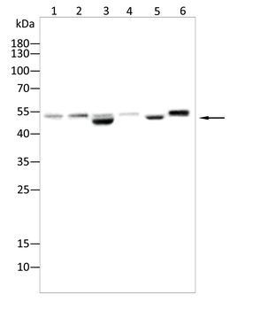 WWTR1 Antibody
