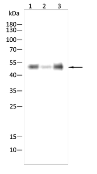 WWTR1 Antibody