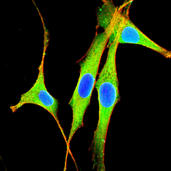 WWTR1 Antibody