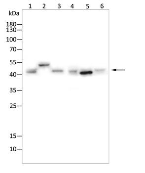 WWTR1 Antibody