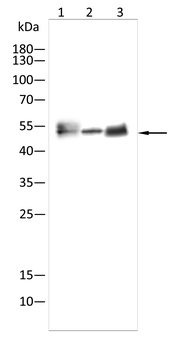 WWTR1 Antibody