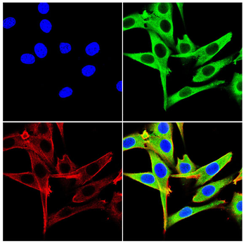 IBSP Antibody