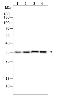 IBSP Antibody