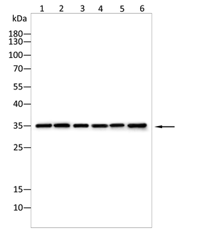 IBSP Antibody