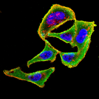 IBSP Antibody