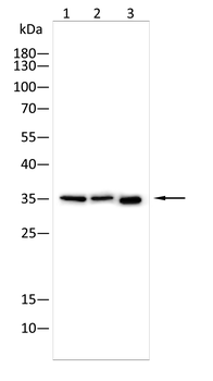 IBSP Antibody