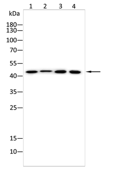 IL11RA Antibody