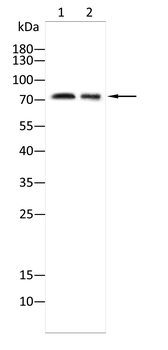 ALOX15 Antibody