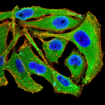 IL11RA Antibody