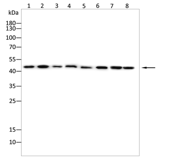 IL11RA Antibody