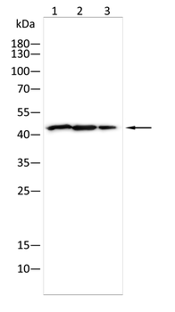 IL11RA Antibody