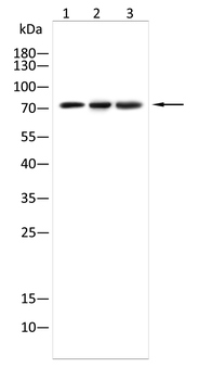 ALOX15 Antibody