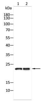 CLDN6 Antibody