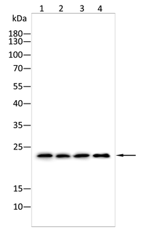 CLDN6 Antibody