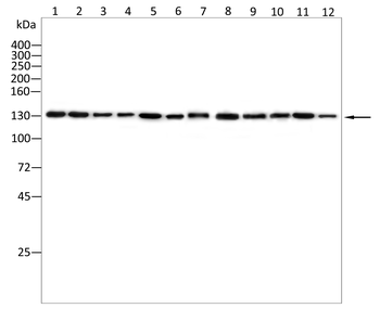 CAND1 Antibody