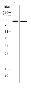 POSTN Antibody