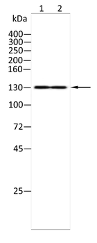 ITGA11 Antibody
