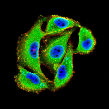 ITGA11 Antibody