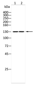 ITGA11 Antibody