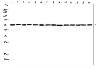 SERPINF2 Antibody