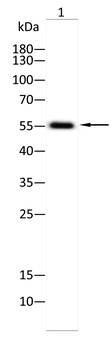 SERPINF2 Antibody