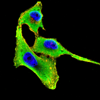 SERPINF2 Antibody