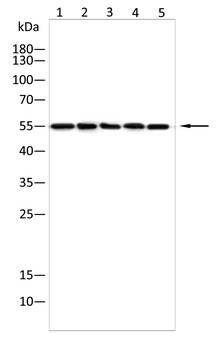 SERPINF2 Antibody
