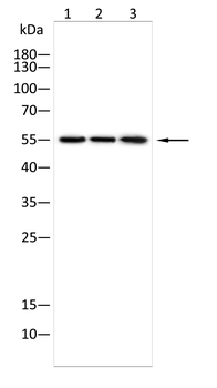 SERPINF2 Antibody