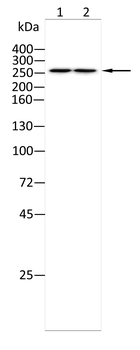 EP300 Antibody