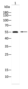 DAZAP1 Antibody