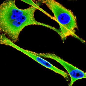 AVP Antibody