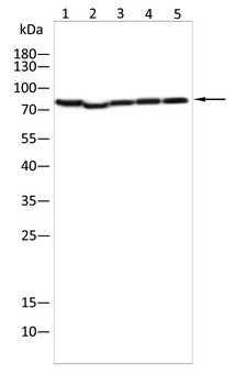 ACSL4 Antibody