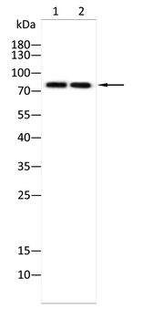 ACSL4 Antibody