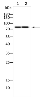 ACSL4 Antibody