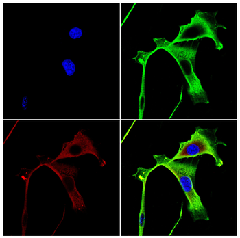 LACTB Antibody