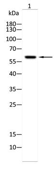 LACTB Antibody