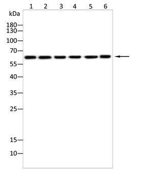 LACTB Antibody
